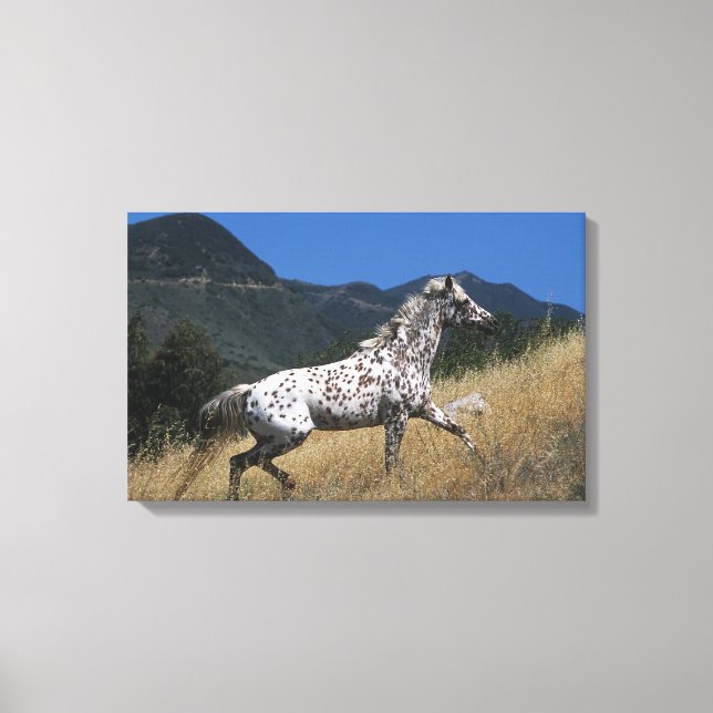 Appaloosa Horse Running up Mountain Canvas Print (Front)