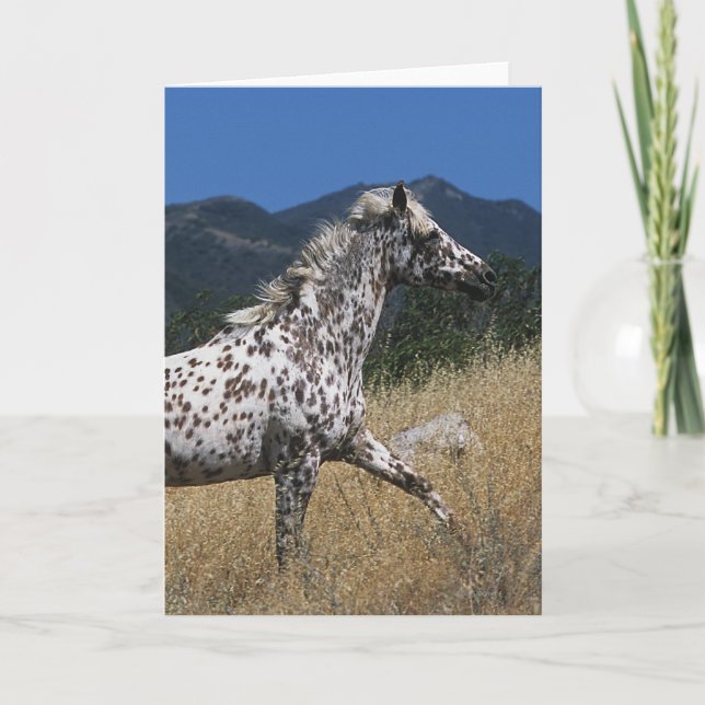 Appaloosa Horse Running up Mountain Card (Front)