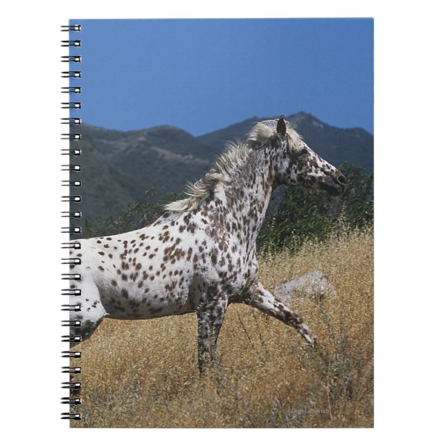 Appaloosa Horse Running up Mountain Notebook (Front)