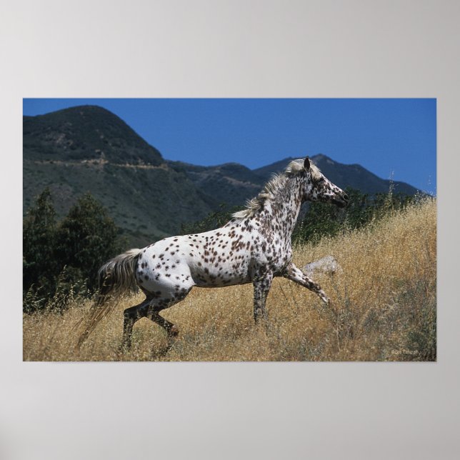 Appaloosa Horse Running up Mountain Poster (Front)