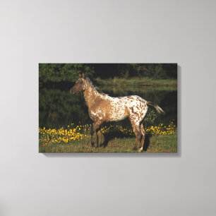Appaloosa Horse Standing by Lake Canvas Print