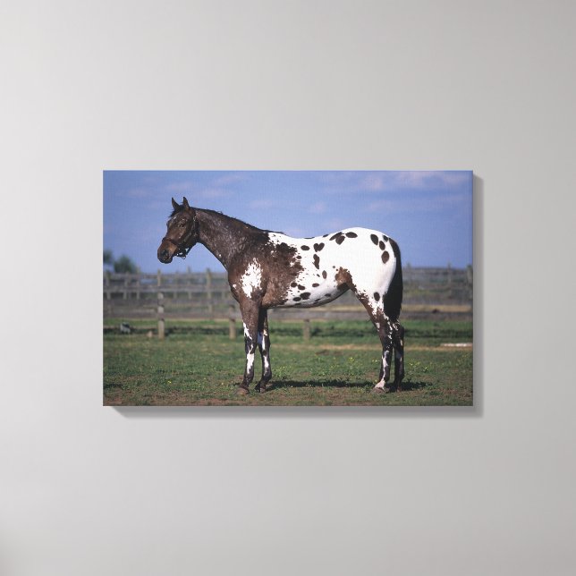 Appaloosa Horse Standing Canvas Print (Front)