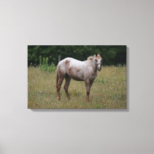 Appaloosa Horse Standing in the Grass Canvas Print