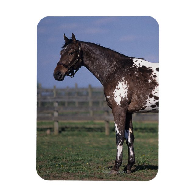 Appaloosa Horse Standing Magnet (Vertical)