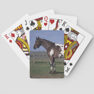 Appaloosa Horse Standing Playing Cards