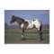 Appaloosa Horse Standing
