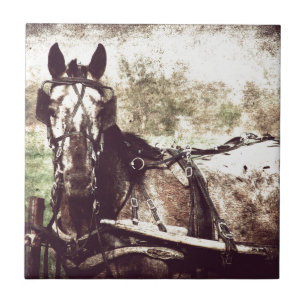 Appaloosa Horse Tile