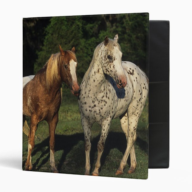 Appaloosa Horses Binder (Front/Inside)