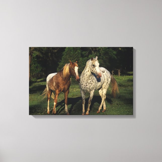 Appaloosa Horses Canvas Print (Front)