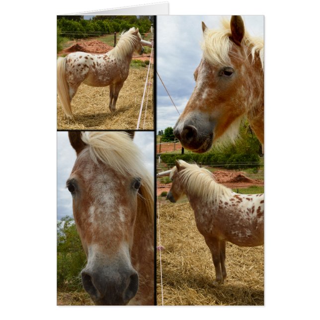 Appaloosa Horses Photo Collage Salutation (Devant)