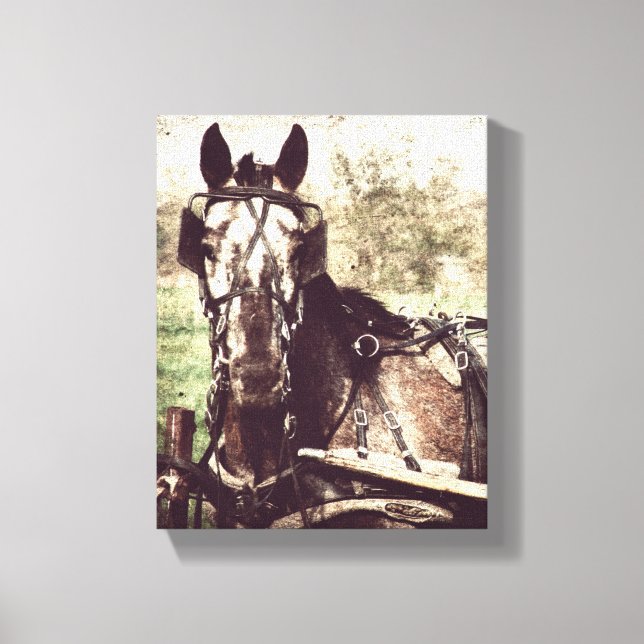 Appaloosa in Harness Canvas Print (Front)