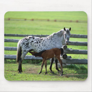 Appaloosa Mare and Colt Horse Mouse Pad