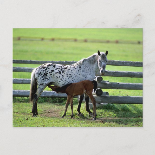 Appaloosa Mare and Colt Horse Postcard (Front)