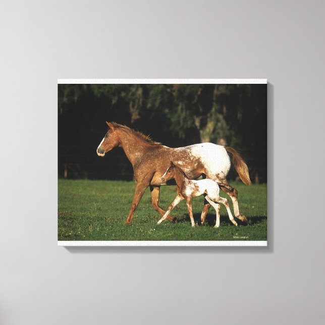 Appaloosa Mare And Foal Canvas Print (Front)