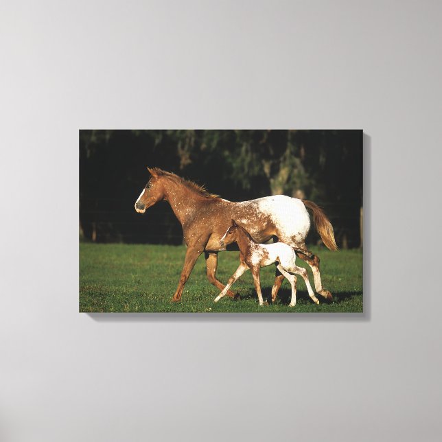 Appaloosa Mare And Foal Canvas Print (Front)