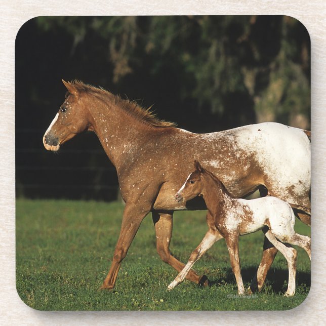Appaloosa Mare And Foal Coaster (Front)