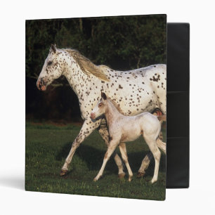 Appaloosa Mare And Foal in Field Binder