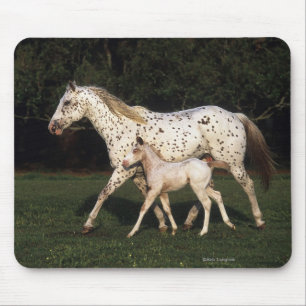 Appaloosa Mare And Foal in Field Mouse Pad