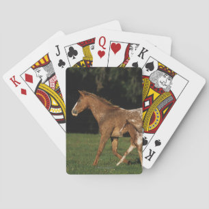 Appaloosa Mare And Foal Playing Cards