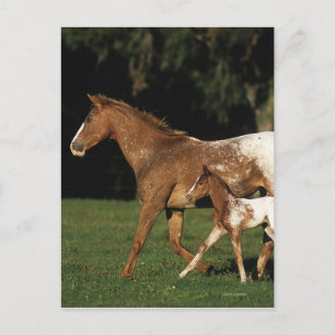 Appaloosa Mare And Foal Postcard