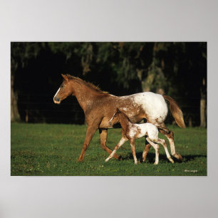 Appaloosa Mare And Foal Poster
