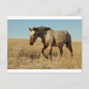 Appaloosa mare on the prairies postcard