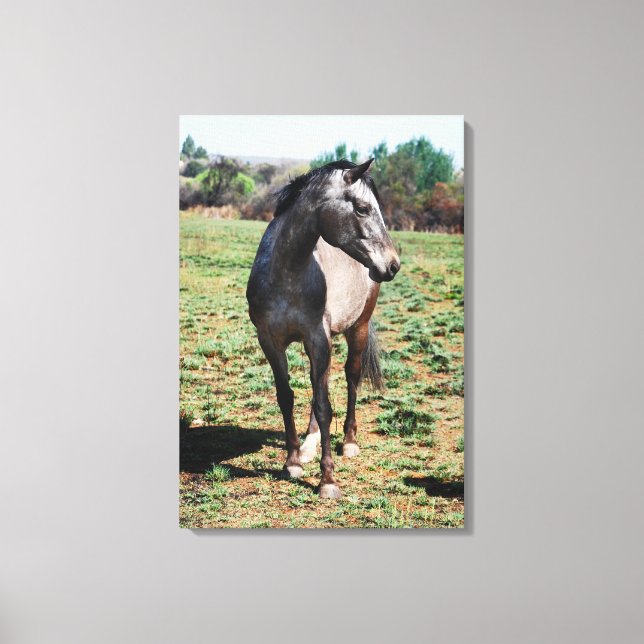 Appaloosa photo profile canvas print (Front)