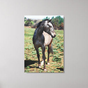 Appaloosa photo profile canvas print
