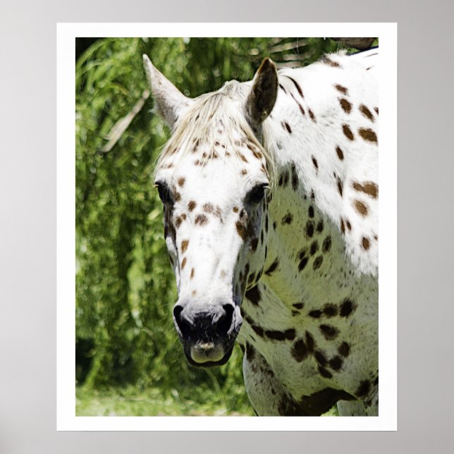 Appaloosa Portrait,Horse Photography Poster (Front)