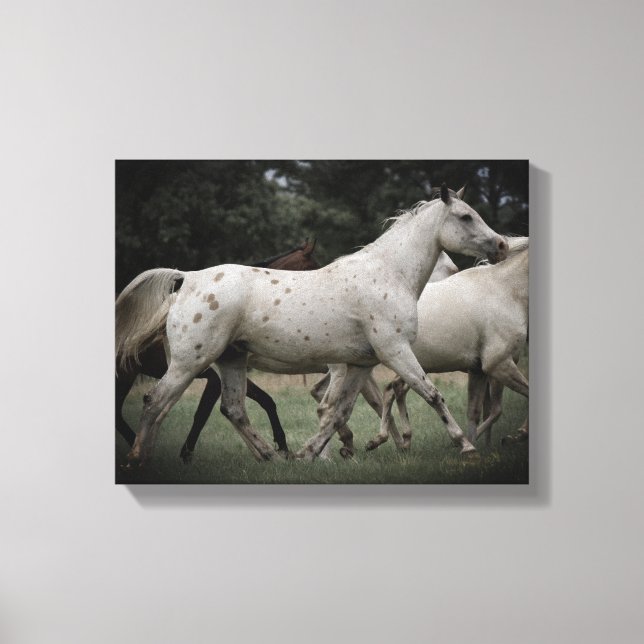 Appaloosa Running Free Canvas Print (Front)
