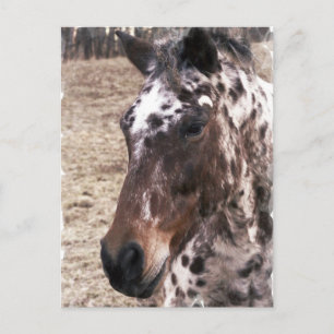 Appaloosa Stallions Postcard