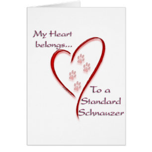 Appartenances cardiaques Schnauzer standard