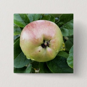 APPLE 2 INCH SQUARE BUTTON