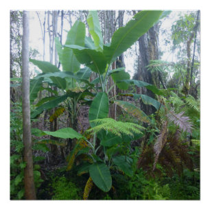 APPLE BANANA TREES BIG ISLAND HAWAII POSTER