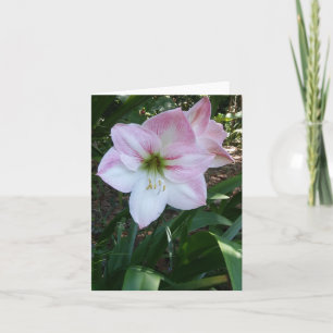 Apple Blossom Amaryllis Photo Folded Note Card