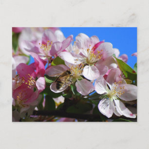 Apple Blossom and Honey Bee Postcard