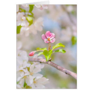 Apple blossom - Beauty