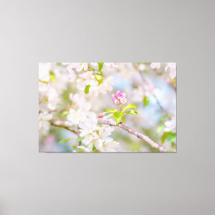 Apple blossom - Beauty Canvas Print