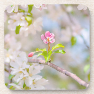 Apple blossom - Beauty Coaster