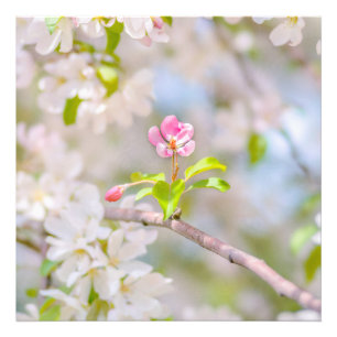 Apple blossom - Beauty Photo Print