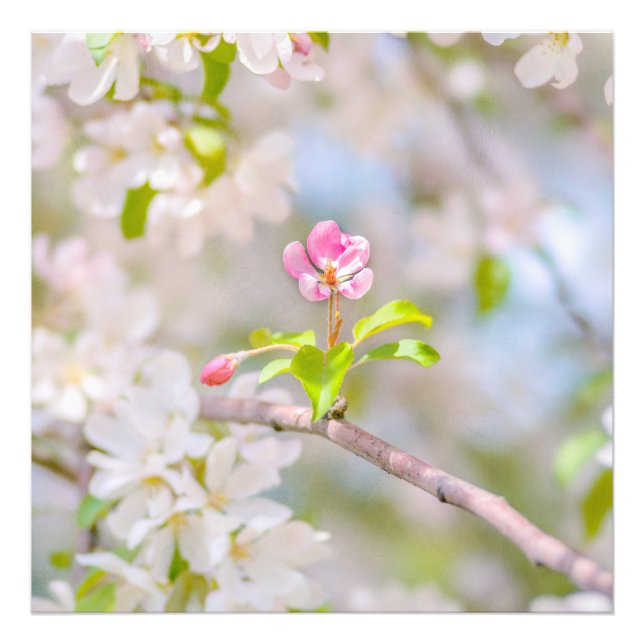 Apple blossom - Beauty Photo Print (Front)