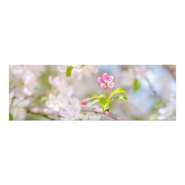 Apple blossom - Beauty Photo Print (Front)