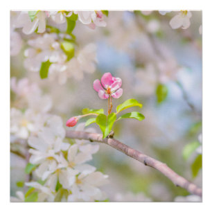 Apple blossom - Beauty Poster
