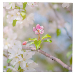 Apple blossom - Beauty Tile