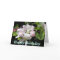 Apple Blossom Birthday Card