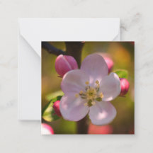 Apple Blossom