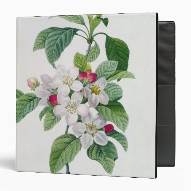 Apple Blossom, from 'Les Choix des Plus Belles Binder (Front/Inside)