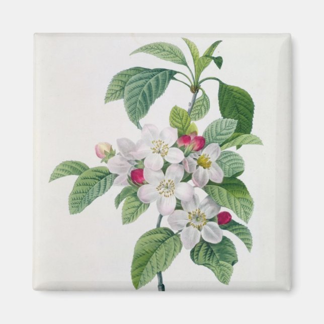 Apple Blossom, from 'Les Choix des Plus Belles Magnet (Front)