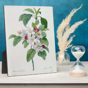 Apple Blossom, from 'Les Choix des Plus Belles Plaque