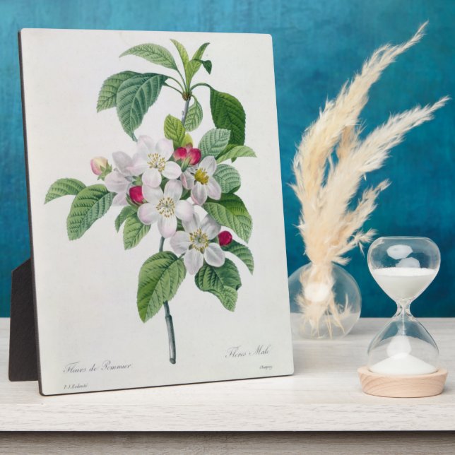 Apple Blossom, from 'Les Choix des Plus Belles Plaque (Side)